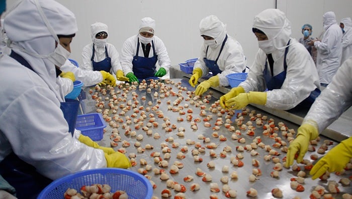 La Sanipes verificó las condiciones para la exportación de conchas de abanico en nuestro país. | Produce