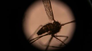 OMS: China erradicó la malaria después de 70 años de lucha