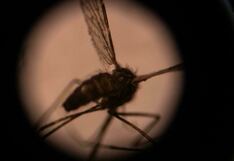 Malaria en Estados Unidos: lo que debes saber de esta mortal enfermedad