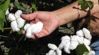 FAO apoyará al Perú en aumentar productividad y competitividad del sector algodonero