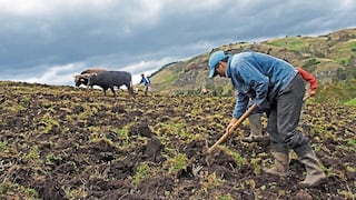 Nueva licitación para fertilizantes tomará entre 70 y 80 días, alerta exministro de Agricultura