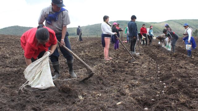 Más de 200 toneladas de guano de las islas se usarán en proyectos agrícolas de Ayacucho