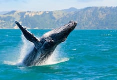 Temporada de avistamiento de ballenas en playas del norte generaría impacto de S/18 millones