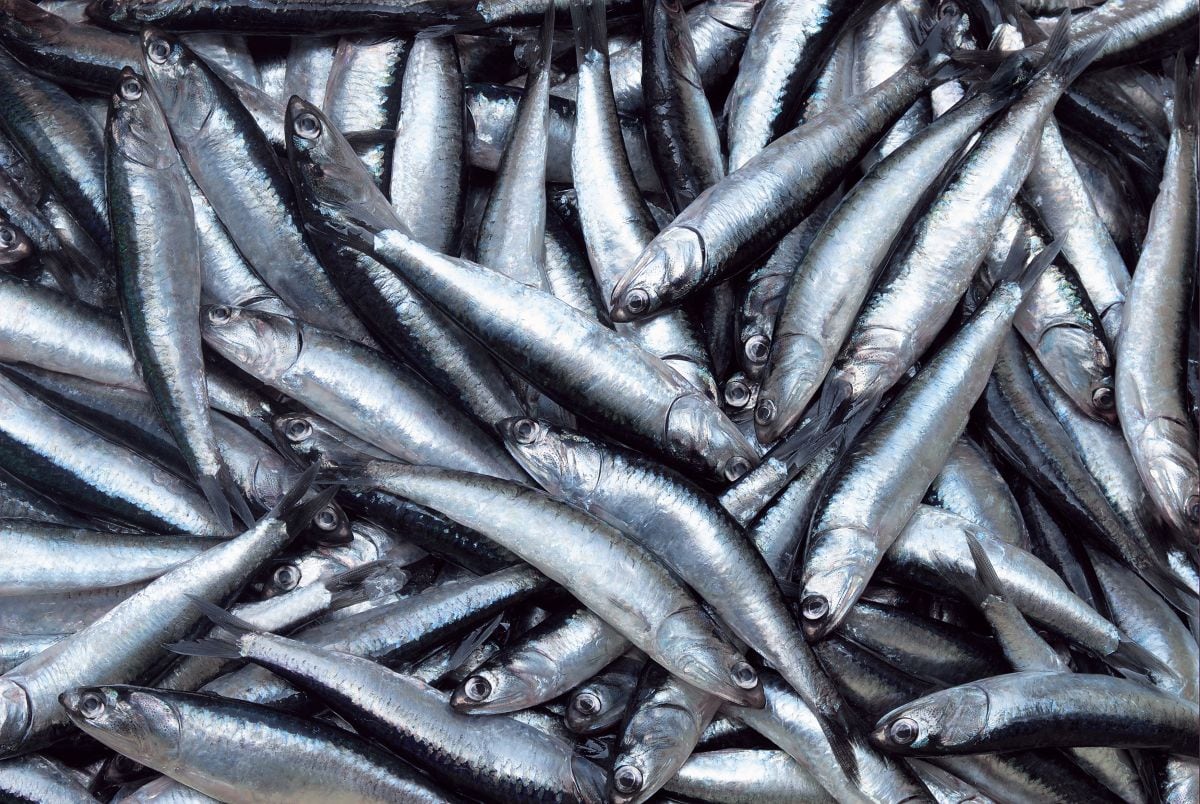 La suspensión de la pesca de anchoveta en la zona Norte-Centro busca proteger el recurso ante la persistencia de condiciones cálidas en el mar peruano. Foto: Produce.