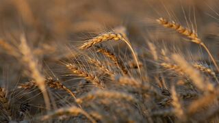 Precios del trigo se disparan, prohibición de exportaciones de India se suma a escasez de oferta