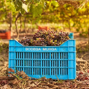 Bodega Murga