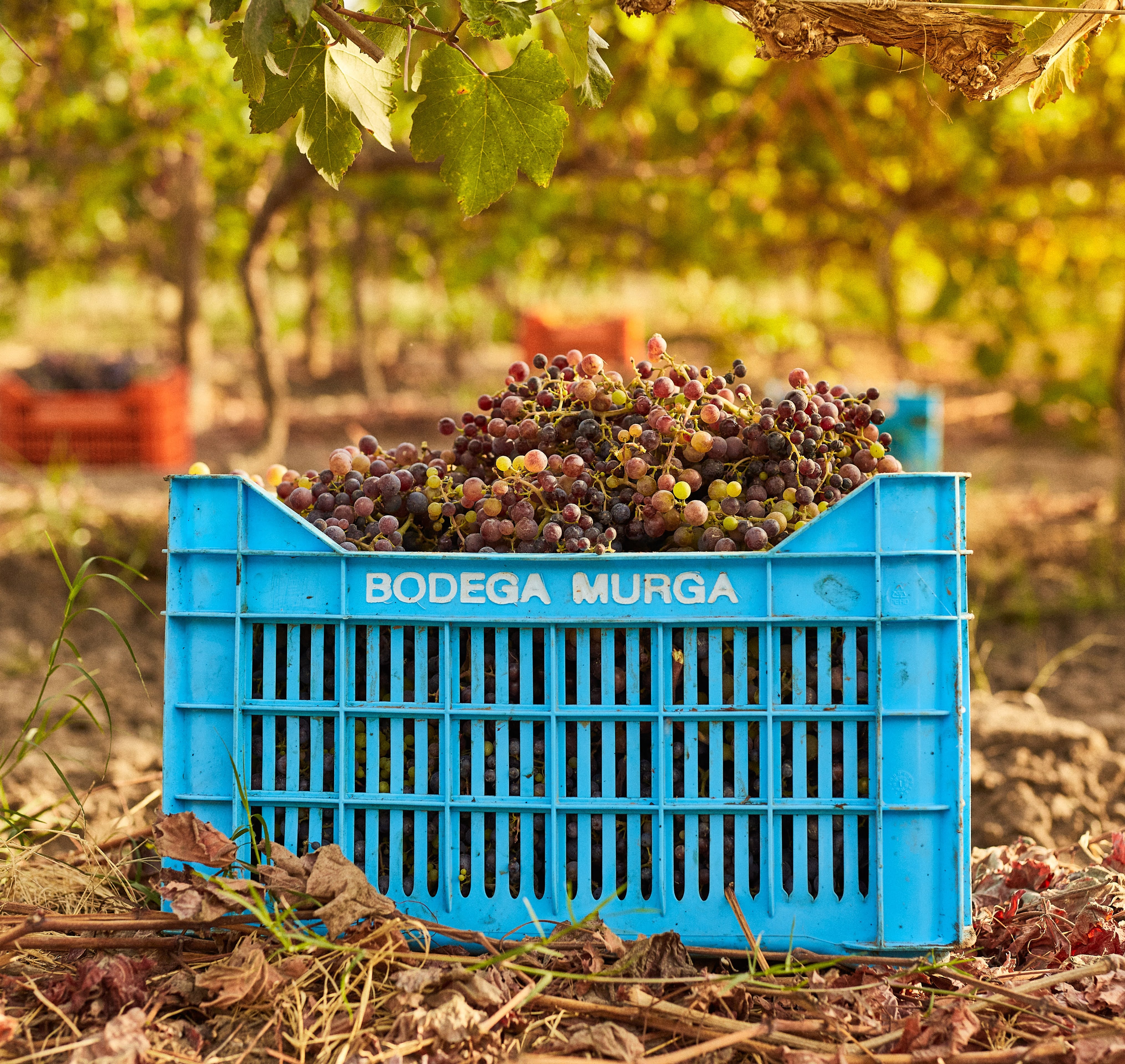 Bodega Murga sembró sus primeros viñedos de uva patrimonial en 2015 y lanzó sus primeras producciones entre 2018 y 2019 / Foto: Bodega Murga