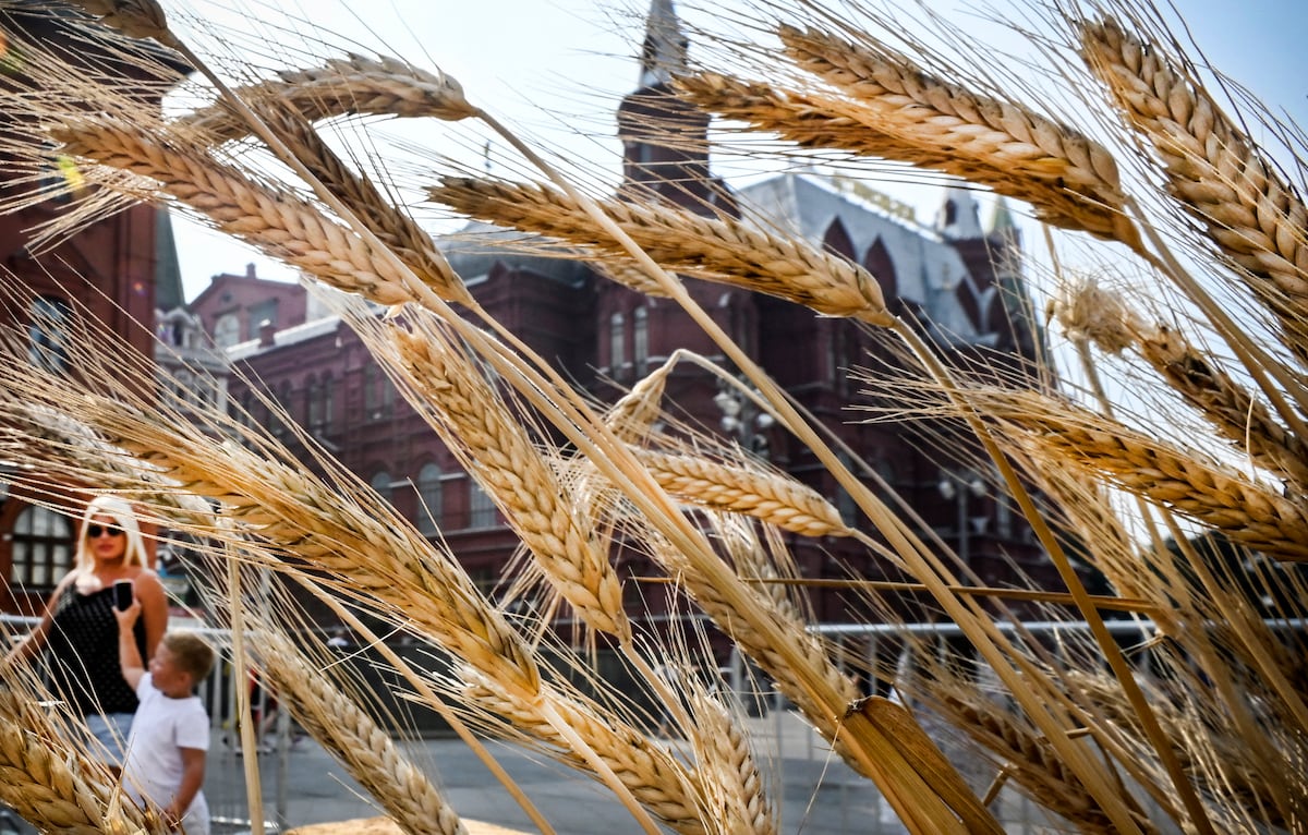 Scotiabank explica sus perspectivas para los cultivos de trigo, maíz y soya para este año. (Foto de Alexander NEMENOV / AFP)