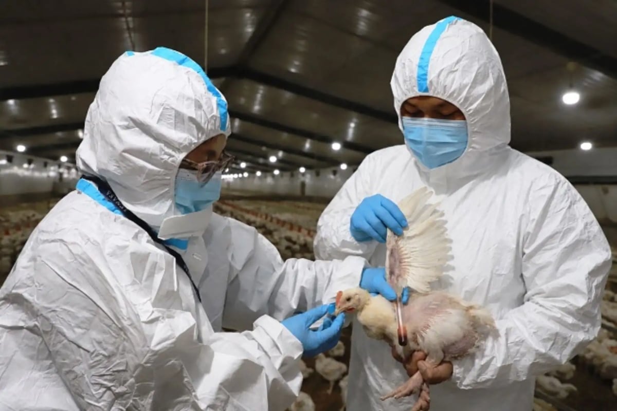 Minsa insta a evitar contacto con aves enfermas o muertas por riesgo de influenza aviar. Foto: Andina