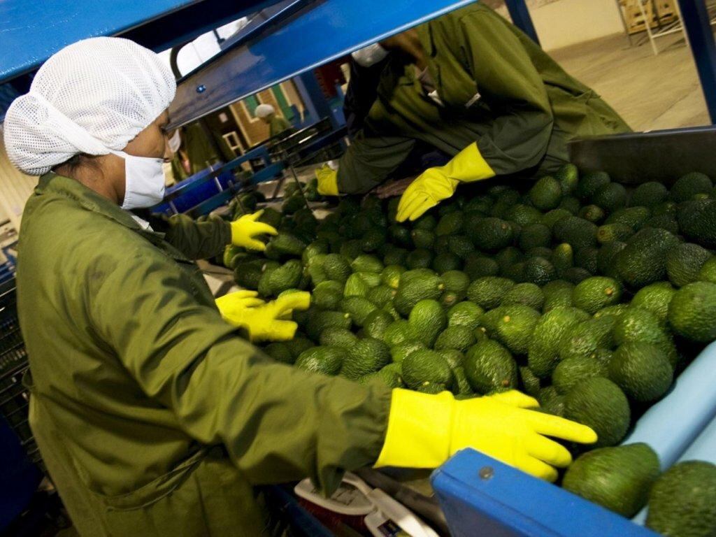 El proyecto de equipos para paltas y cítricos es el más grande de la multinacional china Reemon en el Perú. (Foto: Andina)