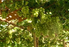 EE.UU.pagó mejores precios a la uva peruana y palta apunta a Europa