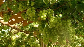 EE.UU.pagó mejores precios a la uva peruana y palta apunta a Europa