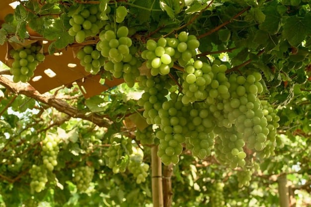 En 2024, Perú coincidió con una salida rápida de la uva española e italiana, lo que permitió operar "mucho tiempo en el mercado solos con precios bastante altos". (Foto: Fresplaza)