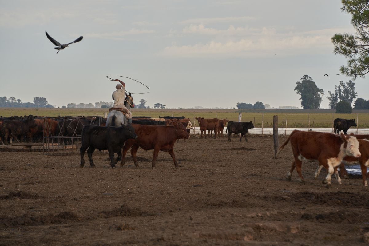 Un ganadero en una granja en San José de la Esquina, Argentina, el 7 de abril.