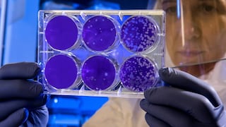 Microbios alimentados con energía renovable para transformar el CO2 en proteínas