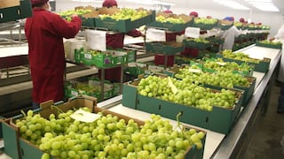 Caen envíos de uva de mesa a Asia con impacto en precios, las razones detrás