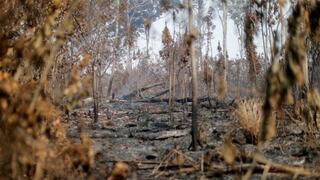 Dos tercios del bosque tropical ha sido destruido o maltratado en el mundo, señala Fundación Rainforest