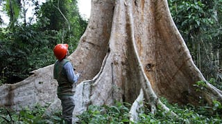 Osinfor prepara el camino para supervisar contratos agroforestales en la Amazonía