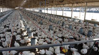 Producción avícola y lechera afectadas por el calor, ¿qué esperan para este año?