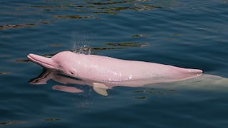 Río Amazonas: muerte de delfines se relaciona con grave sequía y calor