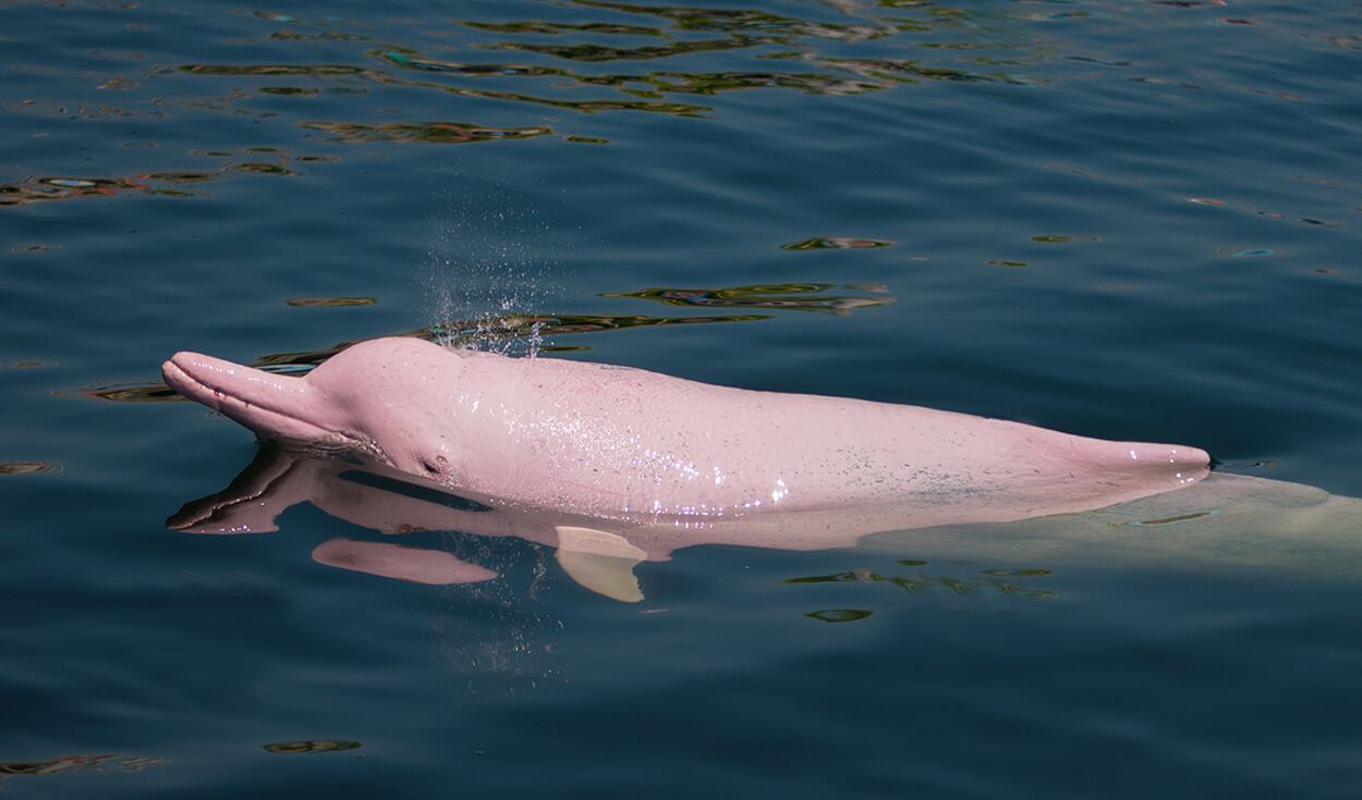 Miles de peces han muerto recientemente en los ríos amazónicos debido a la falta de oxígeno en el agua. (Foto: referencial)