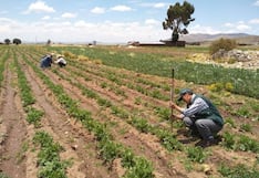 Sector agropecuario y El Niño: la ventaja de los exportadores vs. los productores