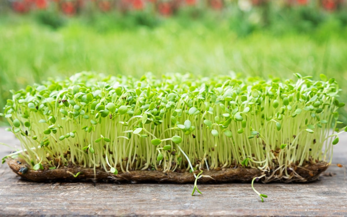 Las autoridades identificaron los productos de las marcas Calco y Everything Sprouts como la posible fuente de contaminación. (Foto referencial: Magnific)