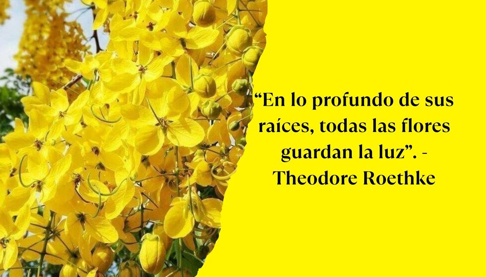 “En lo profundo de sus raíces, todas las flores guardan la luz”. - Theodore Roethke | Foto de Pinterest.