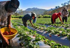 Dos de cada tres jóvenes rurales viven en zonas de gran potencial agrícola