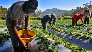 Dos de cada tres jóvenes rurales viven en zonas de gran potencial agrícola