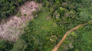 Amazonía peruana tiene posibilidad de desarrollar 1,200 nuevos virus por deforestación