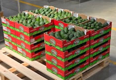 Westfalia Perú: su apuesta más allá de la palta y nuevos mercados hacia 2026
