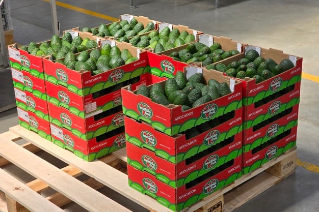 En 2025, Westfalia exportó 30 contenedores de la variedad Gem y cinco de Lamb Hass. (Foto: Westfalia Perú)