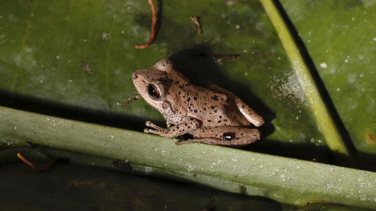 Una rana de la especie 'Pristimantis balionotus', en el bosque de Abra de Zamora, en la sierra de Loja-Zamora (Ecuador) el 19 de enero de 2023 © Galo Paguay / AFP/Archivos