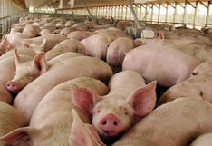 Chincha: proyecto de granja porcina de S/ 24.5 millones entra a evaluación ambiental