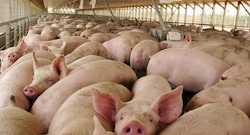 Chincha: proyecto de granja porcina de S/ 24.5 millones entra a evaluación ambiental