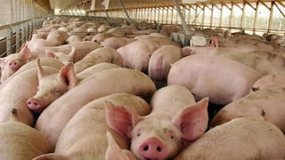 Chincha: proyecto de granja porcina de S/ 24.5 millones entra a evaluación ambiental