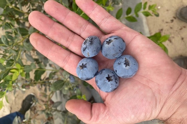"El 40% de los arándanos supera los 20 milímetros", comenta Miguel Bentín.