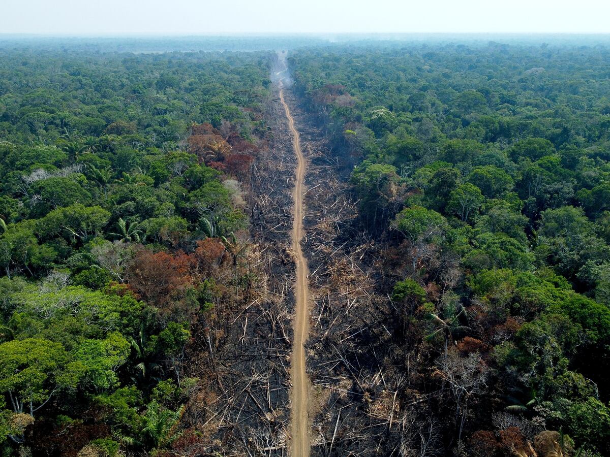 Lula ha prometido ponerle fin a la deforestación neta en la Amazonía brasileña para el año 2030. (Foto: AFP)
