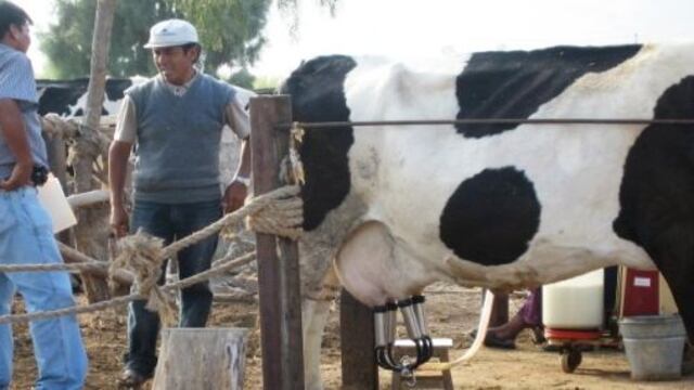 Qali Warma quiere comprar leche en el exterior, se queja sector lácteo peruano