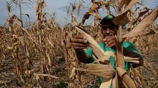 FAO: Casi el 55% de los alimentos que se desperdician en el mundo son frutas y verduras