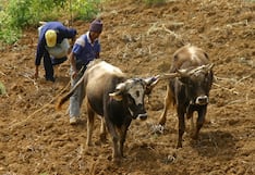 Ganadería de Perú preocupada por fuertes lluvias y sequías por El Niño: así la impactaría