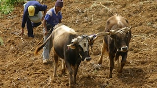 Ganadería de Perú preocupada por fuertes lluvias y sequías por El Niño: así la impactaría