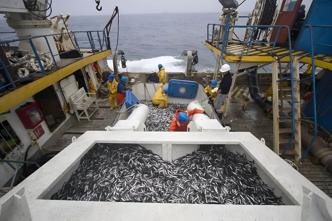 La suspensión de la temporada de anchoveta abrió un interrogante de alcance nacional: ¿cuánto le costará al Perú este golpe en términos de crecimiento económico? (Foto: Andina)