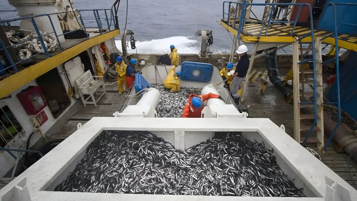 El Niño no da tregua a la pesca: el golpe a los empleos en medio de “marea” climática