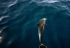 Científicos alertan que ramas enteras del “árbol de la vida” se están extinguiendo