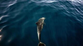 Científicos alertan que ramas enteras del “árbol de la vida” se están extinguiendo