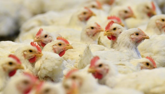 Varios pollos que se alimentan en una granja, en una fotografía de archivo. (Foto: EFE)