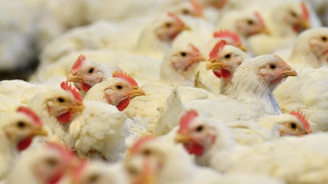 Los Estados brasileños se organizan para impedir el avance de la gripe aviar