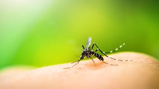 OMS abre la puerta a los mosquitos transgénicos para luchar contra la malaria